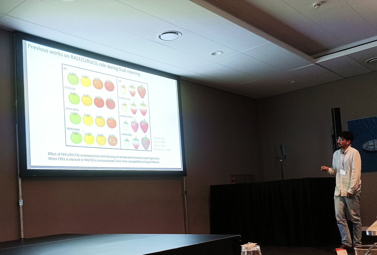An amazing presentation by Jose Antonio Montano <a href="/monti_xico/">monti</a> (PhD candidate) from <a href="/IHSM_CSIC_UMA/">IHSM La Mayora</a> at #PPRM24 about the role of RALF peptides during tomato ripening 🎉