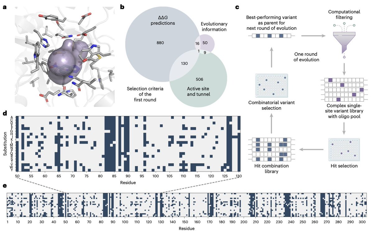 Enriching productive mutational paths accelerates enzyme evolution <a href="/nchembio/">Nature Chemical Biology</a>

1. This groundbreaking research demonstrates how eliminating destabilizing mutations can significantly accelerate enzyme evolution, offering a more efficient approach to optimizing biocatalysts.

2. A