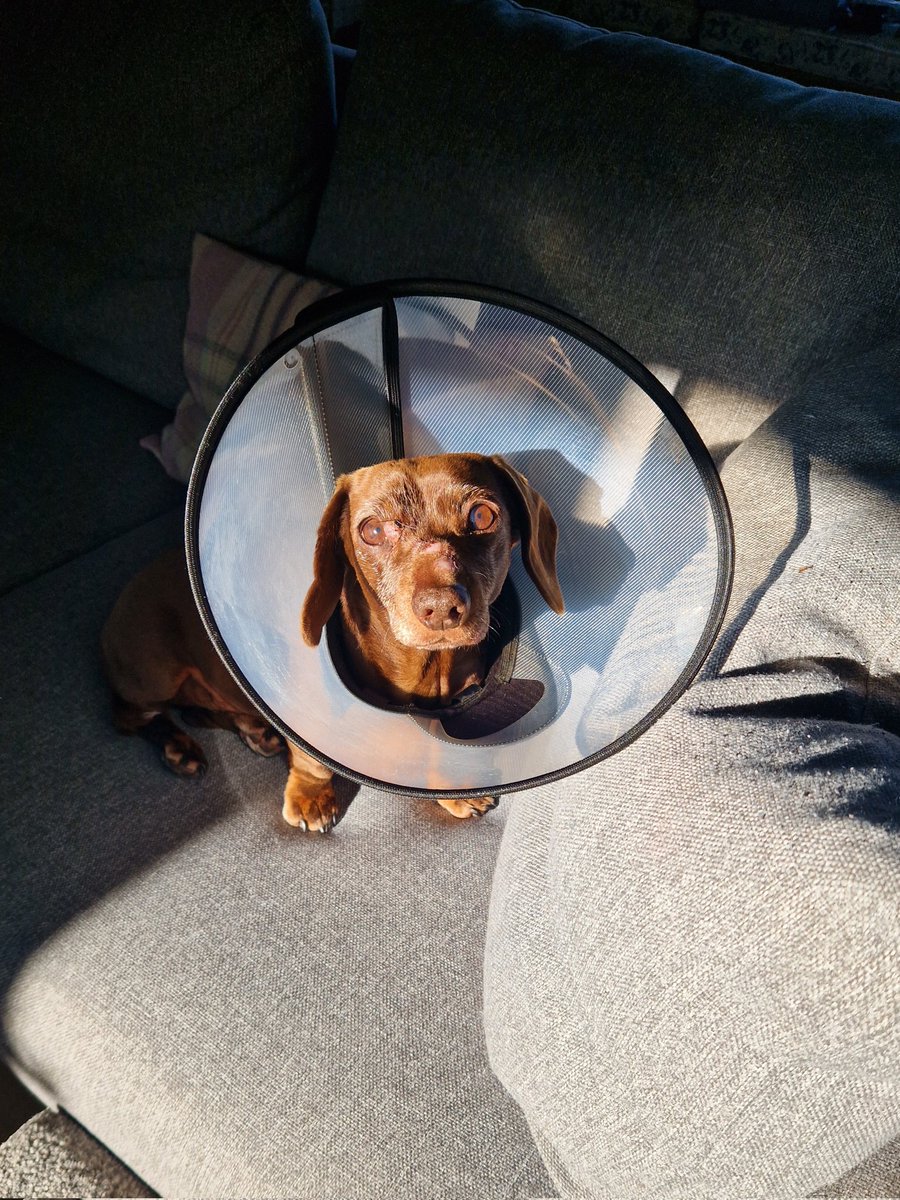 Making a sausage try and sleep in a cone should be a criminal offence 😤 and taking away my ability to burrow under blankets is downright unfair...especially when it was cold last night. 😭 Thank goodness for morning sun puddles and scarmbly eggs for breakfast. 💜