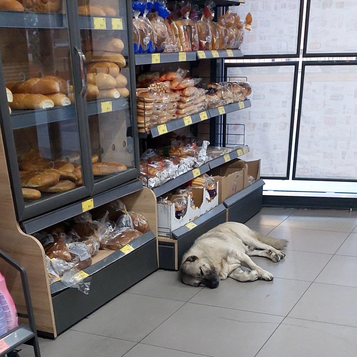 Gıda Ajansı (@gidaajansi) on Twitter photo İstanbul Bakırköy'deki Bim mağazasında ekmek reyonunun hemen önünde bir köpeğin yattığı görülüyor.
5996 sayılı mevzuat gereği marketlerde satılan gıda ürünlerinin hijyen koşullarının sağlanması kamu sağlığını adına önem taşımaktadır.
@tctarim
<a href="/bimturkiye/">BİM Türkiye</a> İstanbul Bakırköy'deki Bim mağazasında ekmek reyonunun hemen önünde bir köpeğin yattığı görülüyor.
5996 sayılı mevzuat gereği marketlerde satılan gıda ürünlerinin hijyen koşullarının sağlanması kamu sağlığını adına önem taşımaktadır.
@tctarim
<a href="/bimturkiye/">BİM Türkiye</a>