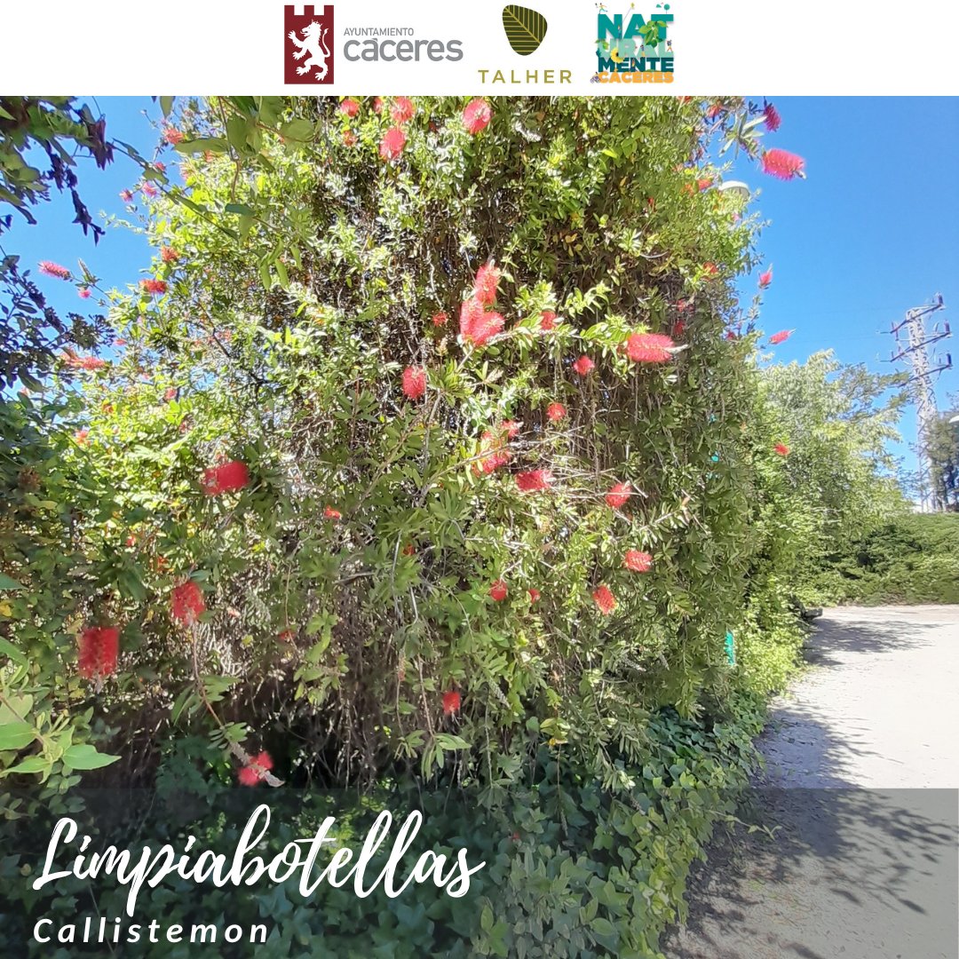 El árbol limpiabotellas está en nuestros parques y jardines. Su nombre se debe a la forma de sus inflorescencias y son originarios de Australia. ¿Lo sabías?
<a href="/Ayto_caceres/">Ayuntamiento Cáceres</a> <a href="/Talher_/">Talher</a>