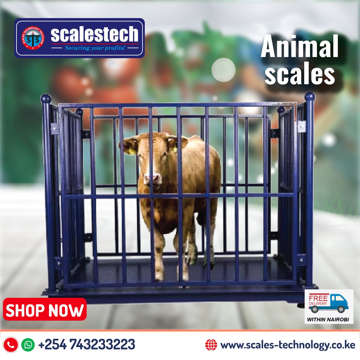 ScalestechLtd's tweet image. Scales Technology Solutions is your go-to for your weighing needs. With a capacity of up to 1.5 tons, our accurate animal weighing scale helps you track growth, monitor feed efficiency and maximize your profits. #digitalscale #automatedweighing #animalweighingscale #livestock