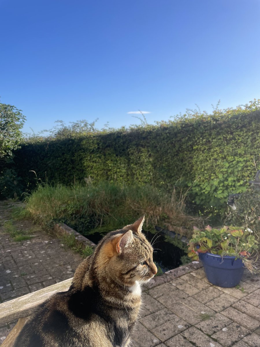 After a difficult school drop off, things we are listening to: a loud crow &amp; magpie, white wagtails, house sparrows, a cheeky robin, great tits, chaffinches, dunnocks and wrens, a buzzard overhead, ponies chomping over the hedge. Trying not feel mum guilt about feeling grateful