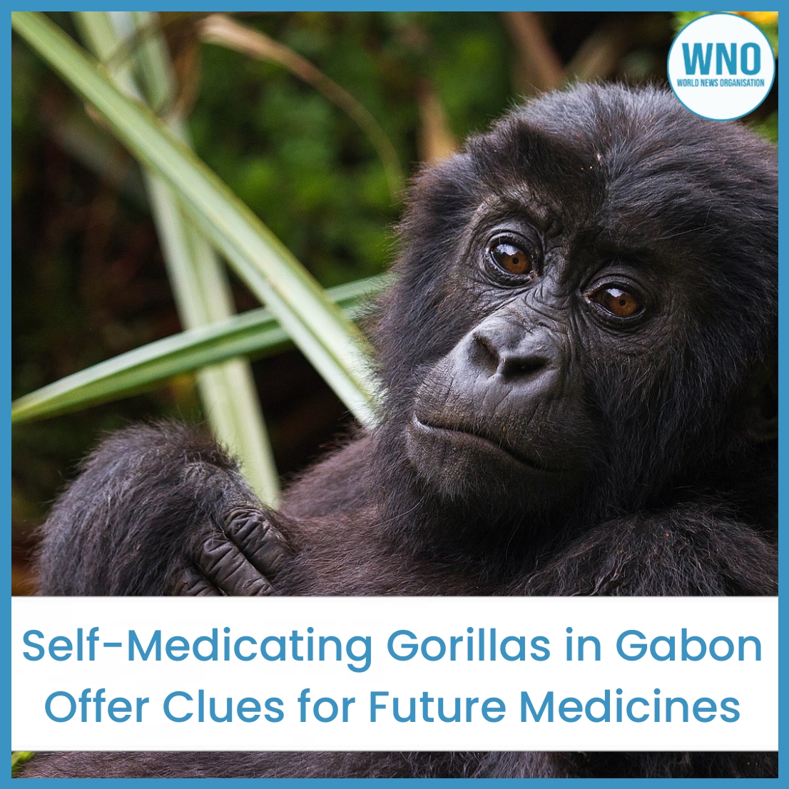WNO_Headlines's tweet image. Scientists studying wild gorillas in Gabon discovered plants used by both gorillas &amp;amp; local healers that show promise in fighting superbugs. According to research published in PLOS ONE, these plants contain high levels of antioxidants and antimicrobials. #Gabon #Gorillas #PLOS_ONE
