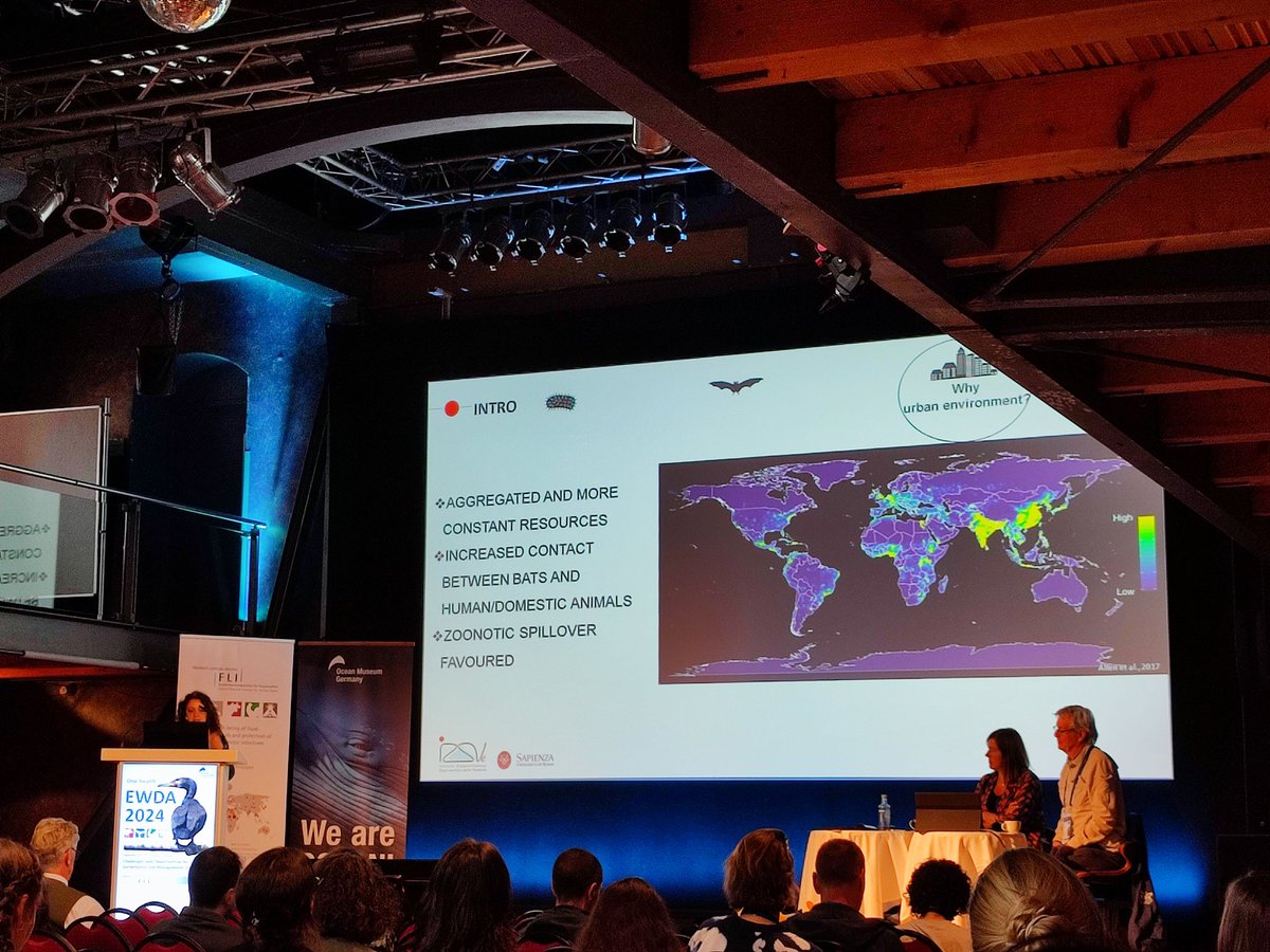PartyFranci's tweet photo. That's me on the stage, first oral presentation at #EWDA2024, talking about my PhD project on 🦇🦠. Thank you for the opportunity, it was such a nice experience! https://t.co/vyamQQKUH7