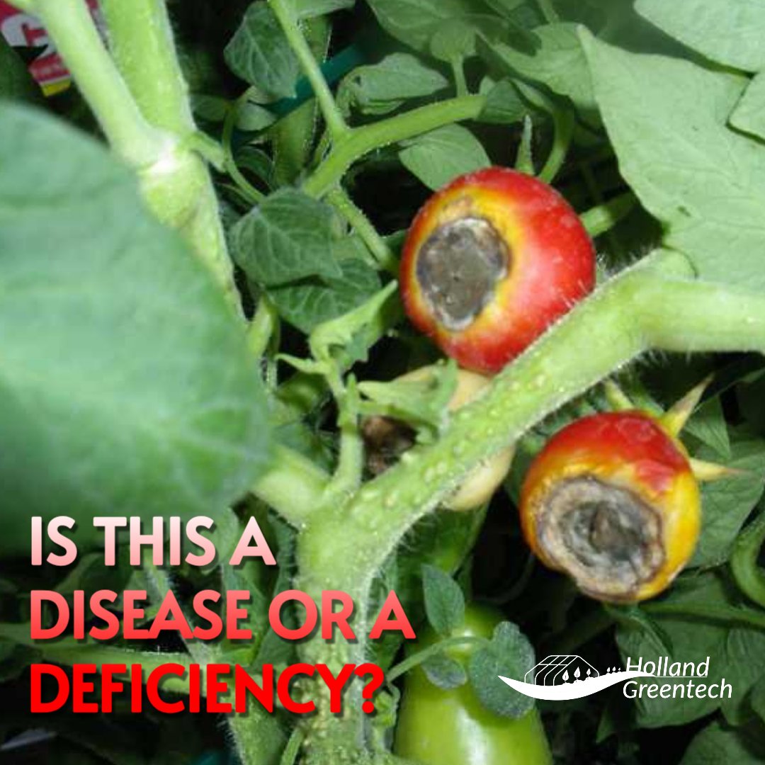 HgtUganda's tweet photo. Our dear tomatoes tend to experience the Dark Bull's Eye at the bottom of the fruit. What do you think are the causes of this and we'll is it a disease or a deficiency? Comment your review. 👇👇 https://t.co/0h33VvDIpN