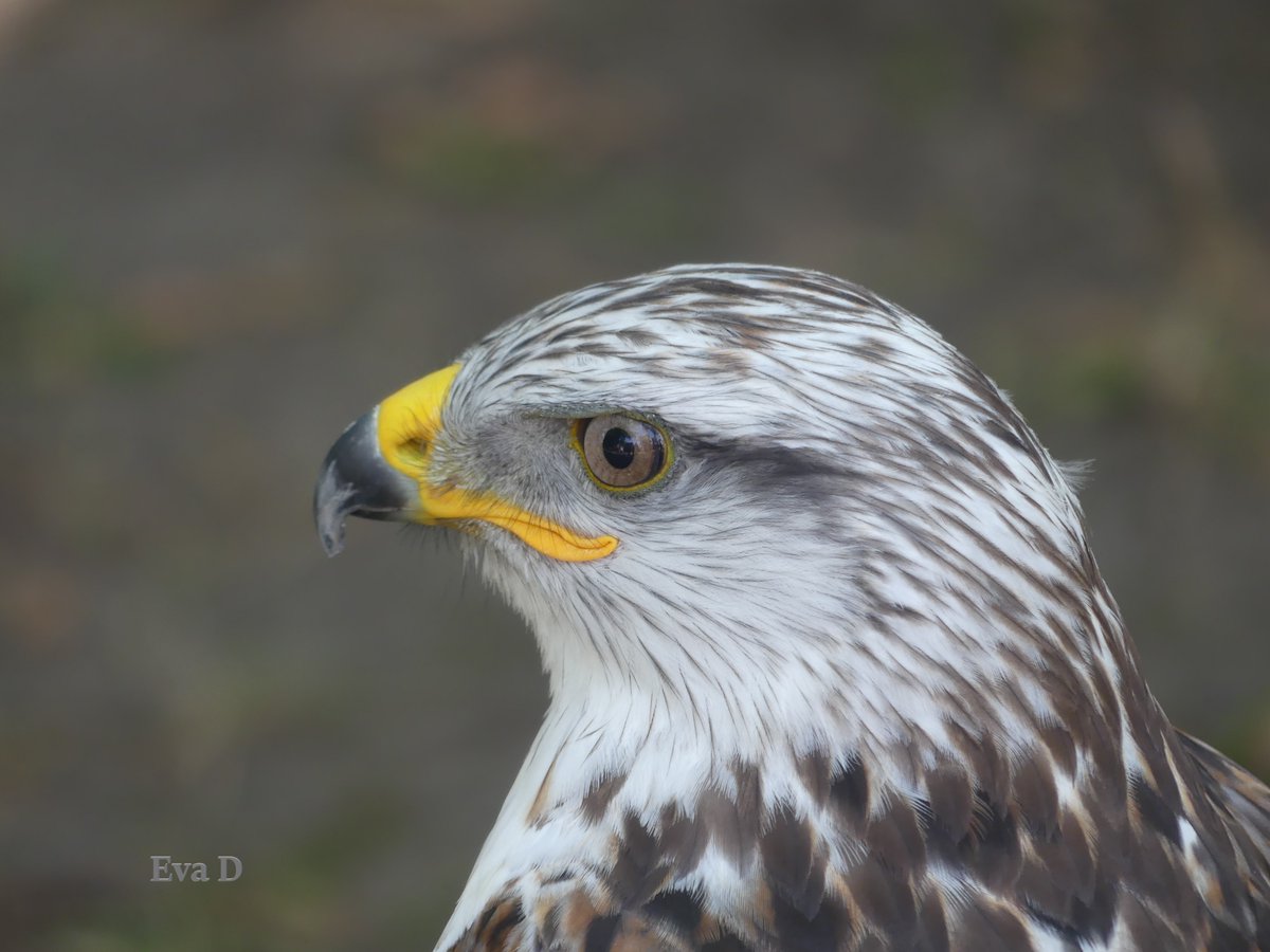 cerdo_e's tweet photo. Káně královská (Buteo regalis)
#Olomouc #Smetanovysady #summer #nature #garden
#wildlife #Birds #birdsofprey #buteoregalis #buteo #buzzard
📷 1.9.2024, Olomouc, Smetanovy sady, Floracanis Olomouc https://t.co/MbytUa8YXL