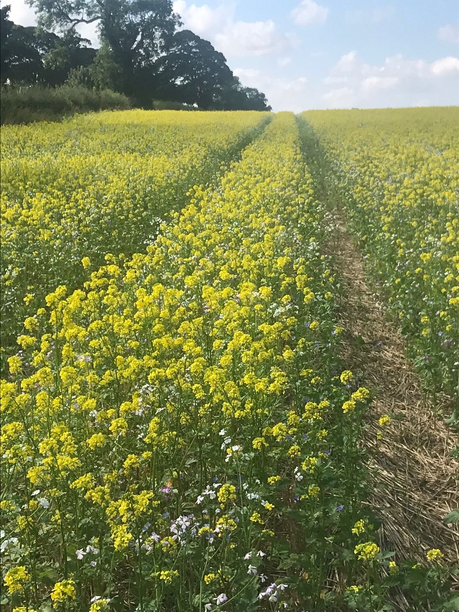 Kingscrops's tweet image. Here are 120 hectares (four fields) of our Basic Wild Bird Seed Mix which is being grown in #Driffield. 

The mix was planted on 2nd July following a crop of rye which went into into bio-gas, and will eventually be followed by spring oats.