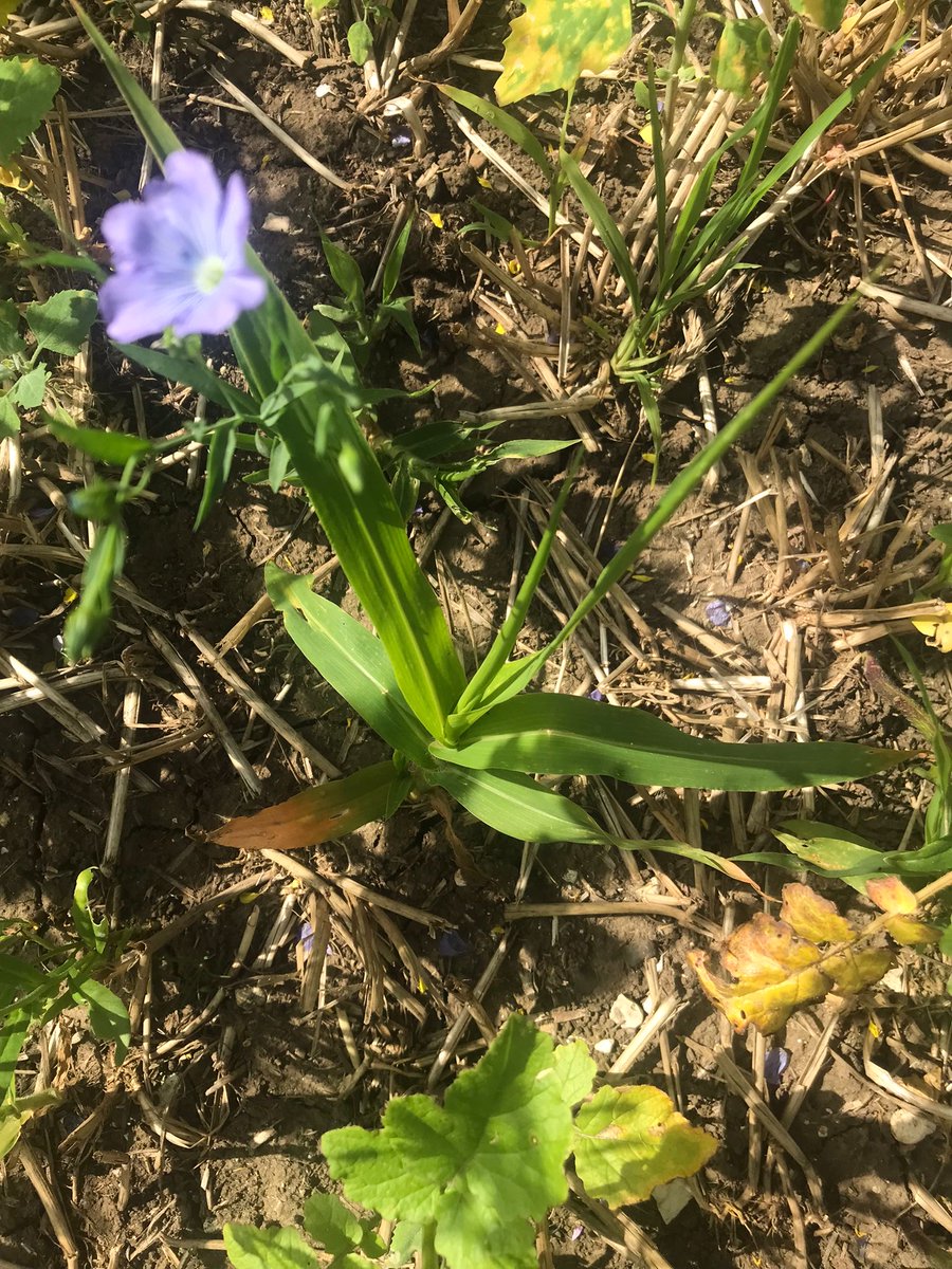 Kingscrops's tweet image. Here are 120 hectares (four fields) of our Basic Wild Bird Seed Mix which is being grown in #Driffield. 

The mix was planted on 2nd July following a crop of rye which went into into bio-gas, and will eventually be followed by spring oats.