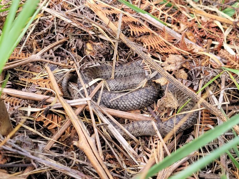 Kijkje in de keuken bij het Meetprogramma Reptielen🐍 De populaties van de 7 soorten reptielen (slangen en hagedissen) die in Nederland voorkomen, worden sinds 1994 gevolgd in het kader van het NEM Meetprogramma Reptielen. Lees er alles over: ravon.nl/Actueel/Nieuws…