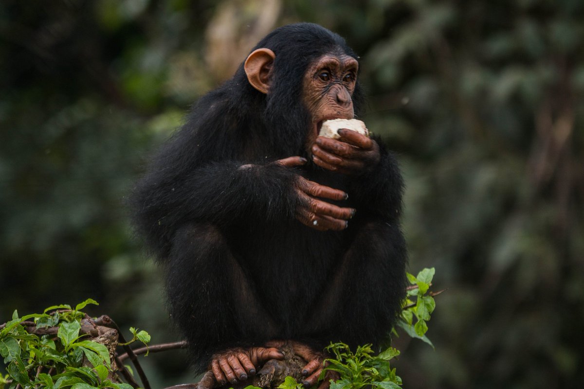 ngambaisland's tweet photo. #Chimpchronicles
Yep, that's me! Wondering how I ended up here? Well, turns out some chimps are not big on personal space when posho is involved… or maybe I just hate sharing! 😜😂 
#chimplife #poshoproblems #nosharingzone https://t.co/ed45MeSlmR
