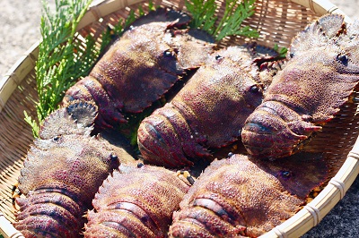 1kg】ゾウリエビ！漁師直送！ | 魚介類/エビ 産直アウル 農家