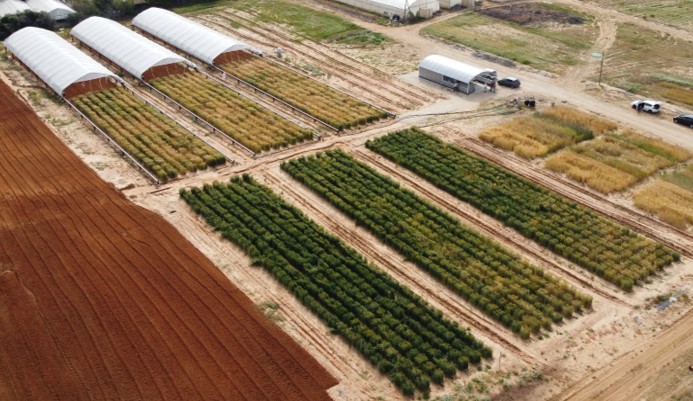 Roy Sadeh (@roy_sadeh) on Twitter photo Our new paper "Spectral-genomic chain-model approach enhances wheat yield component prediction under the Mediterranean climate" is published in <a href="/PPLplantarum/">Physiologia Plantarum</a> onlinelibrary.wiley.com/doi/10.1111/pp… <a href="/Peleglab/">Peleg Lab</a> <a href="/HerrmannIttai/">PlantSensingLab</a> Our new paper "Spectral-genomic chain-model approach enhances wheat yield component prediction under the Mediterranean climate" is published in <a href="/PPLplantarum/">Physiologia Plantarum</a> onlinelibrary.wiley.com/doi/10.1111/pp… <a href="/Peleglab/">Peleg Lab</a> <a href="/HerrmannIttai/">PlantSensingLab</a>