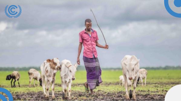 Adaptation Exchange by the NWP (@adaptxchange) on Twitter photo Livestock is vital in the horn of Africa, supporting 250M+ people. However, #ClimateChange and societal shifts threaten pastoralism. A new <a href="/FAO/">Food and Agriculture Organization</a> project aims to develop resilient pastoral systems through environmental, economic, and social strategies. More: bit.ly/3z40gsA Livestock is vital in the horn of Africa, supporting 250M+ people. However, #ClimateChange and societal shifts threaten pastoralism. A new <a href="/FAO/">Food and Agriculture Organization</a> project aims to develop resilient pastoral systems through environmental, economic, and social strategies. More: bit.ly/3z40gsA