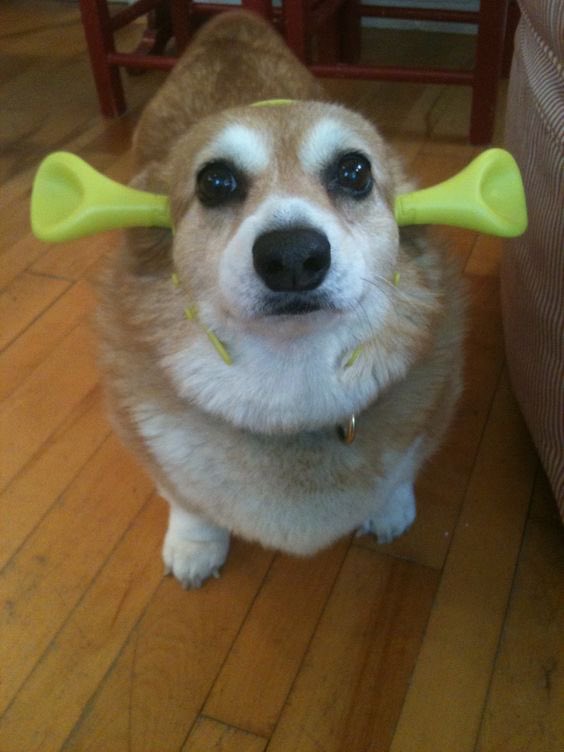 twaniimals's tweet photo. ㅤ https://t.co/NjKG1hZuK9