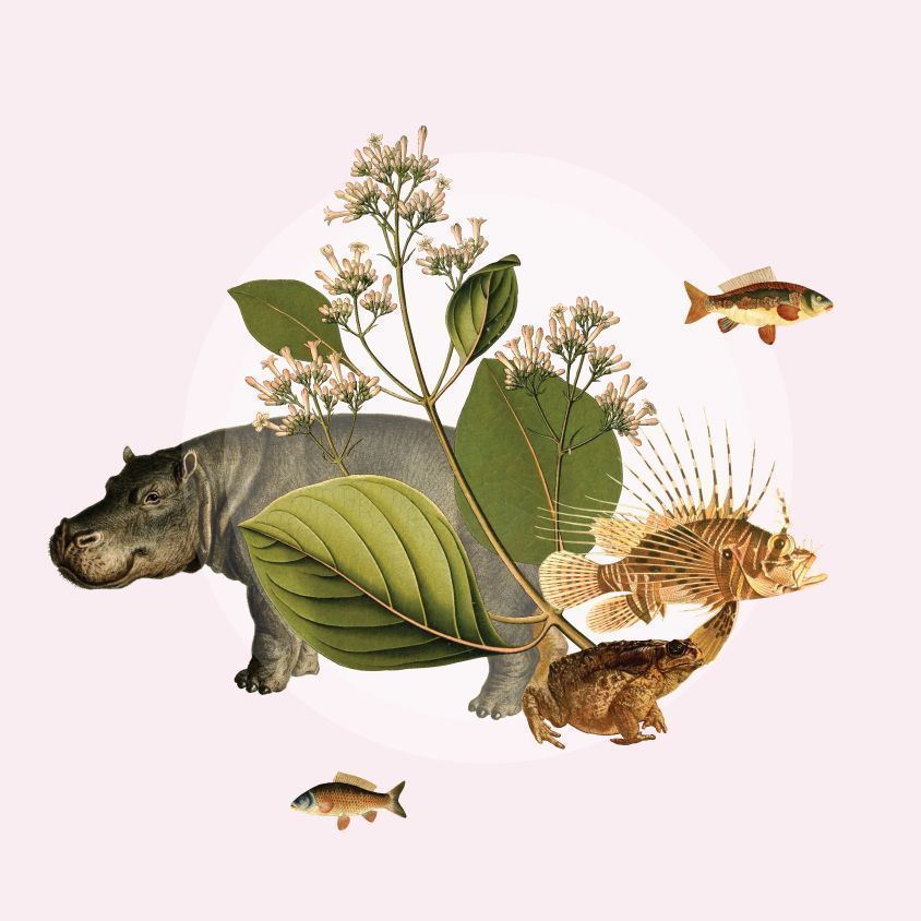 GBIF @biodiversity.social/@gbif (@gbif) on Twitter photo We've re-established our task group on on invasive alien species!
<a href="/MelodieAM/">Melodie McGeoch</a> of <a href="/MonashUni/">Monash University</a> will lead 11 experts in offering guidance & identifying pragmatic steps for GBIF to reach its full potential in supporting research & policy on #InvasiveSpecies:
gbif.org/news/3AF5MJWHC… We've re-established our task group on on invasive alien species!
<a href="/MelodieAM/">Melodie McGeoch</a> of <a href="/MonashUni/">Monash University</a> will lead 11 experts in offering guidance & identifying pragmatic steps for GBIF to reach its full potential in supporting research & policy on #InvasiveSpecies:
gbif.org/news/3AF5MJWHC…