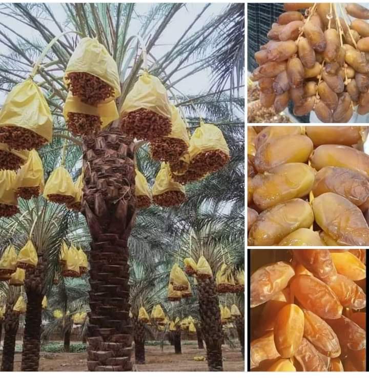 تمر دقلة ليبيا
رقم واحد في شمال افريقيا