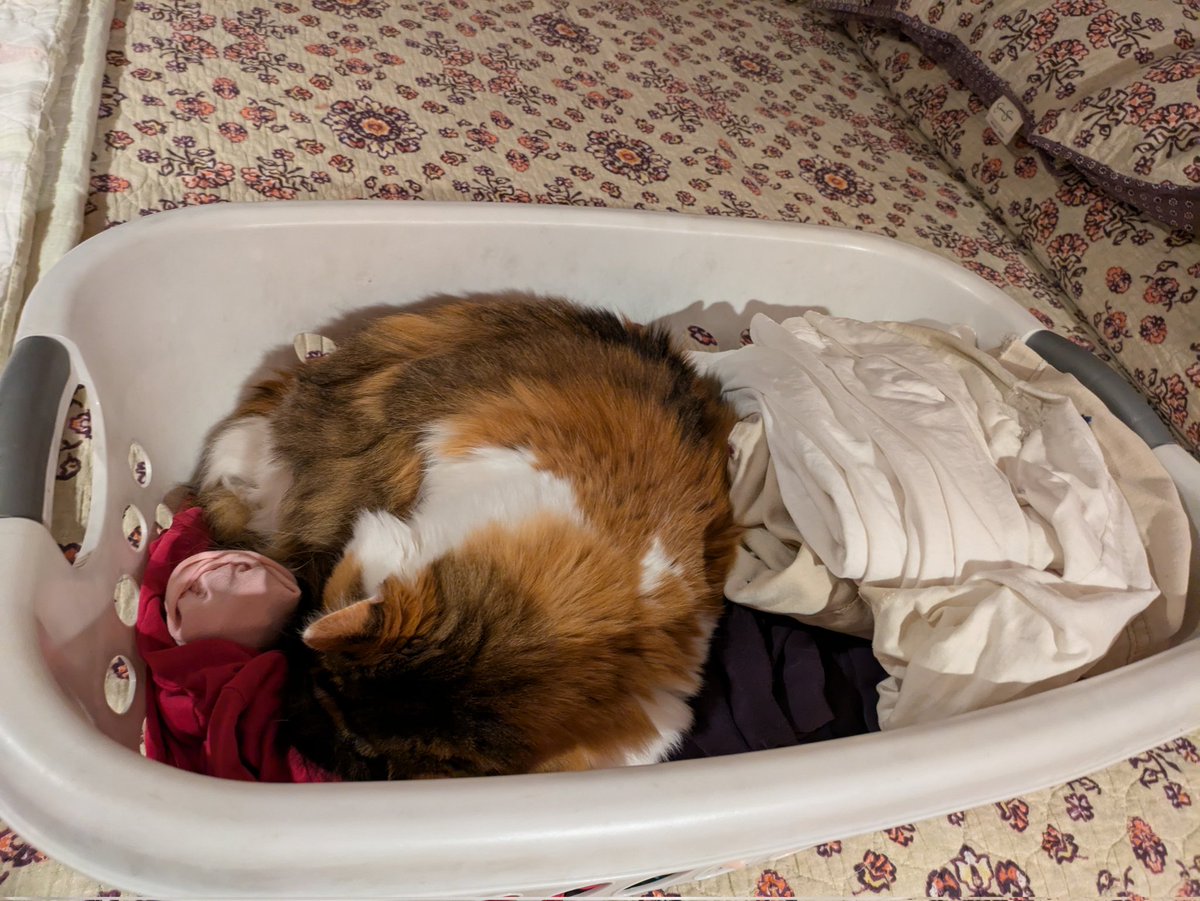 AuthorJannyB's tweet photo. Today I get a SHOT in my neck to combat nerve problems, and I'm feeling a bit low bc of some other circumstances in my life. So... If you would be so kind, fill my feed with cute #cats! #videos, #catstories, leftover #caturday posts...I'll take em. Let's have #catthursday on X! https://t.co/oE1m1XjXFO
