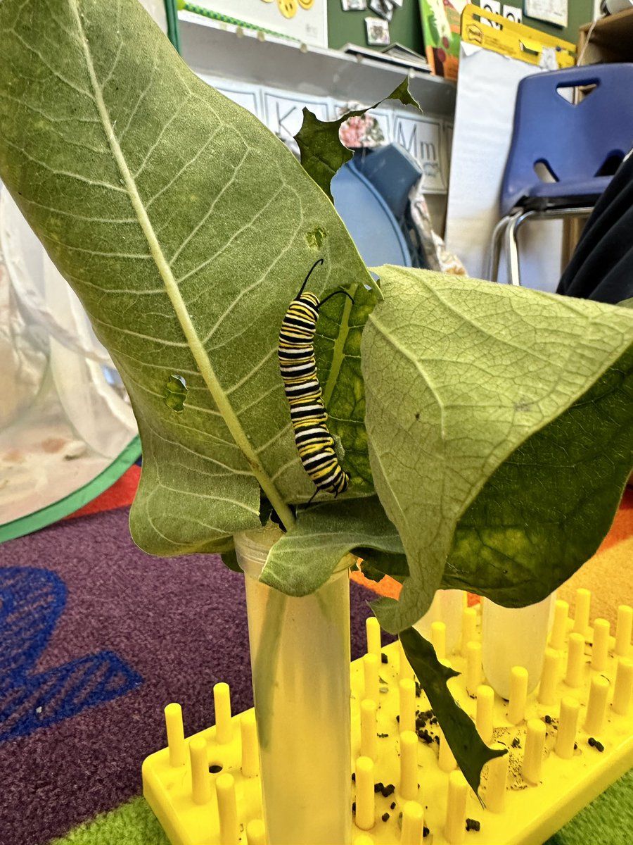 🐛 🦋 #hoffmanhappenings