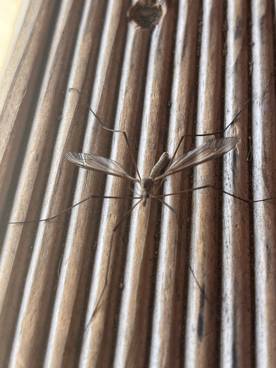 Lots of these little critters appearing on the bowling green today …. Send help !