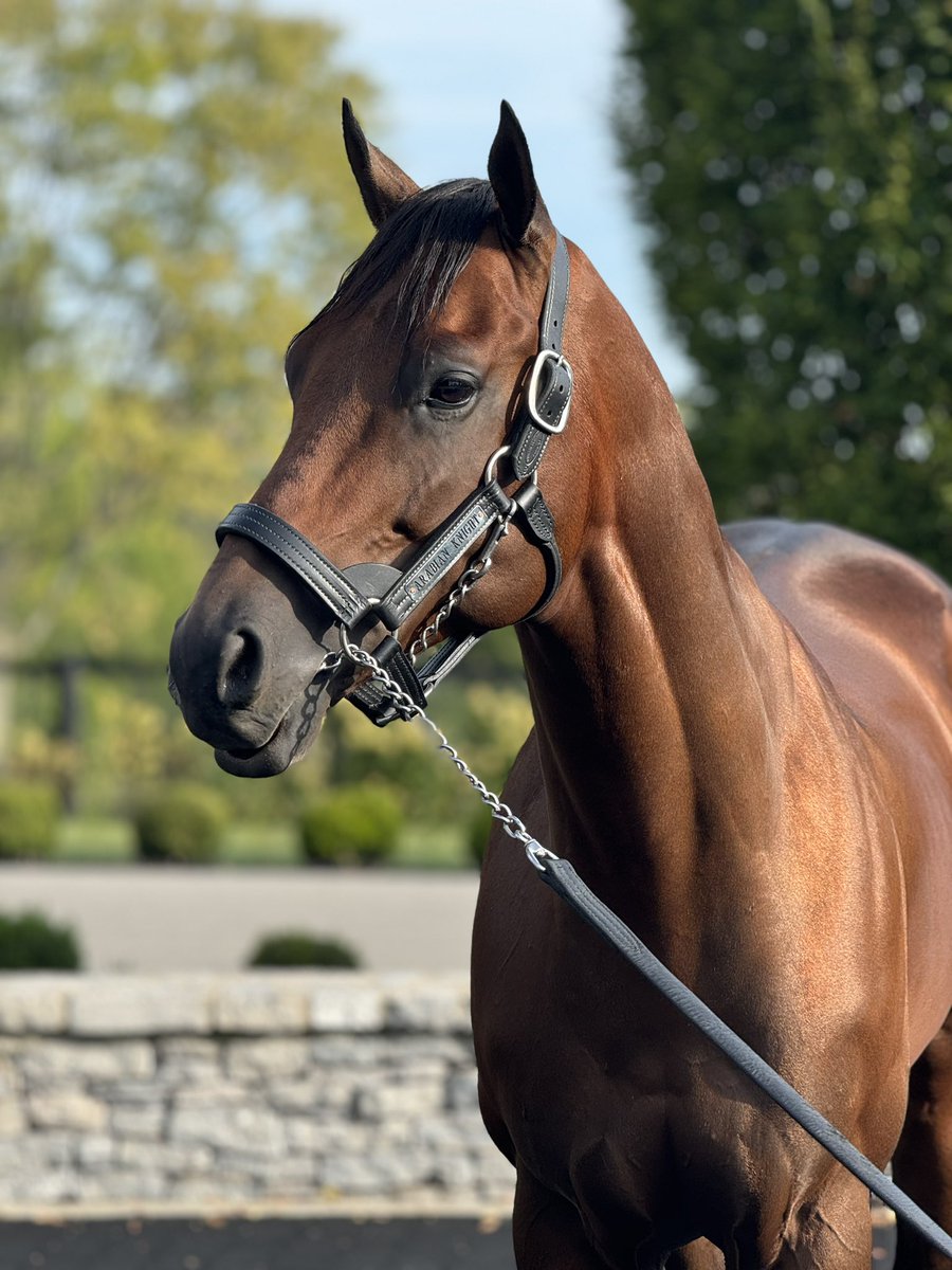 ARABIAN KINGHT -
He’s a superstar physical. 
<a href="/HillnDaleFarm/">Hill 'n' Dale Farms</a>