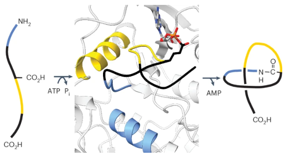 Here, the authors identify key molecular interactions that guide lasso peptide folding and cyclase substrate tolerance, informing cyclase engineering for expanded lasso peptide diversity and #PeptideEngineering &amp; #DrugDesign <a href="/ChemistryUIUC/">Chemistry at Illinois</a> Read it here rdcu.be/dTLyo