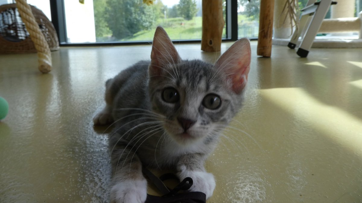 Warum ist die 11 Wochen junge Hela im TIERHEIM?
Sie wurde in einem Plastiksack gefunden.
Unglaublich.