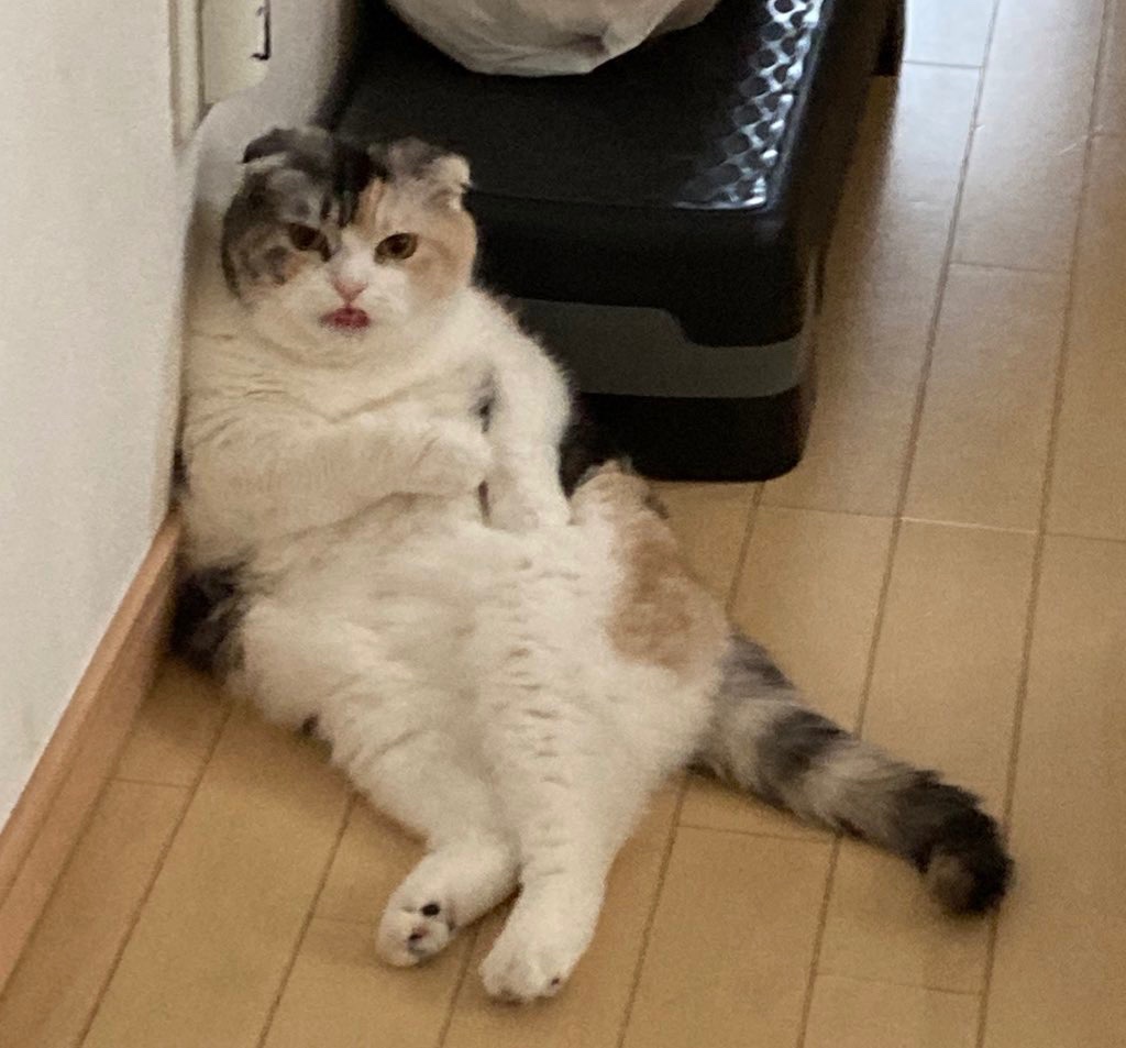 デスメカコ tweet media