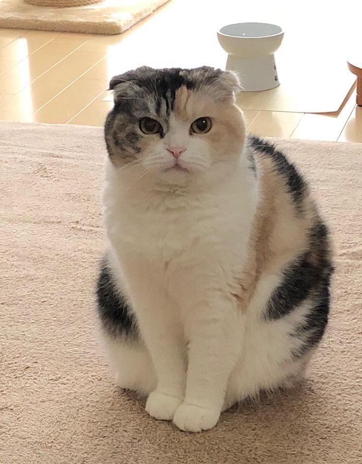 デスメカコ tweet media