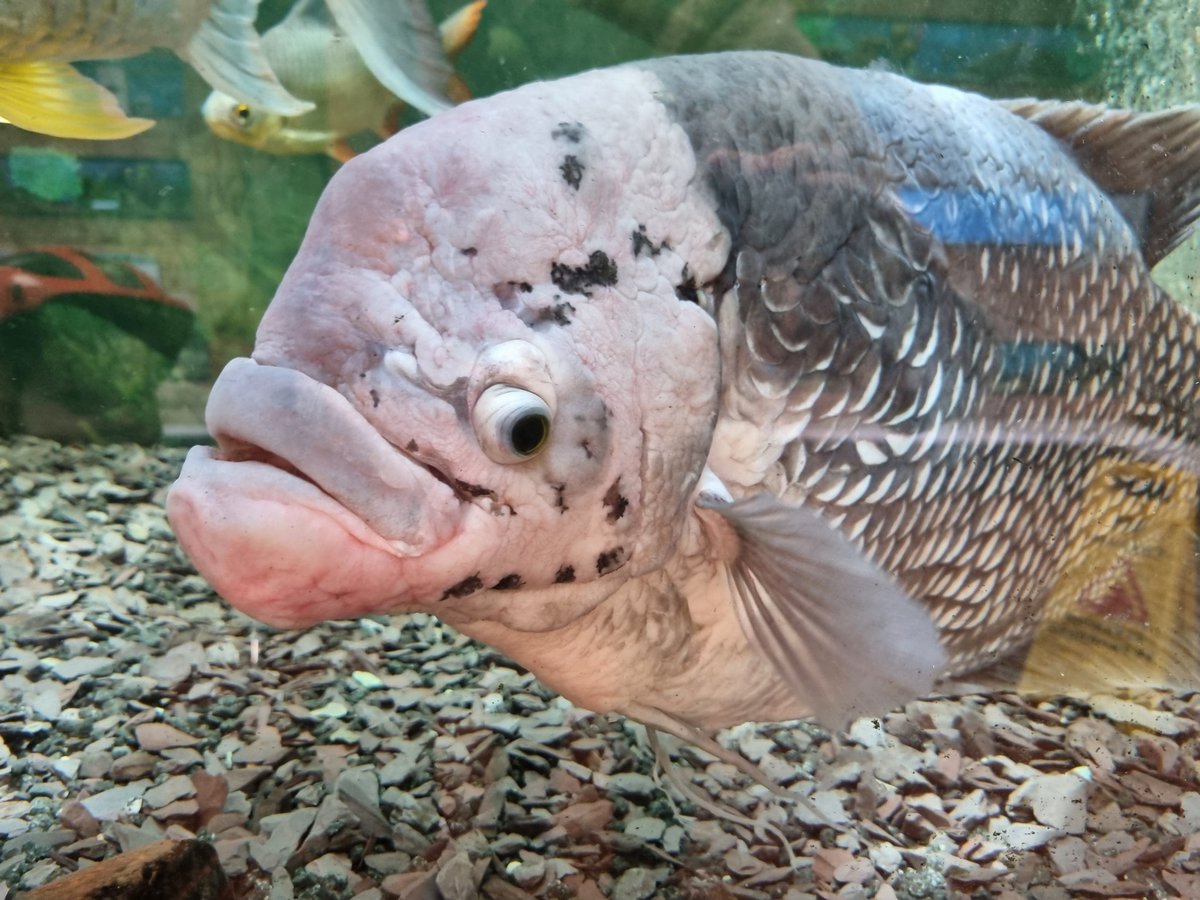 Andrew Hadfield tweet media