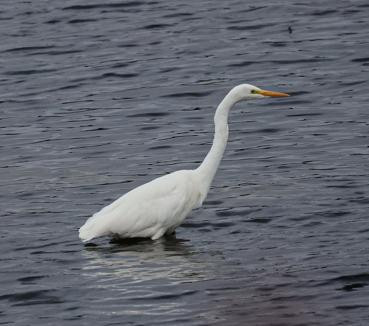 Bolton/Scorton gps am well into autumn the first Pinkfeet arriving 😀 + some regulars putting on good show😎