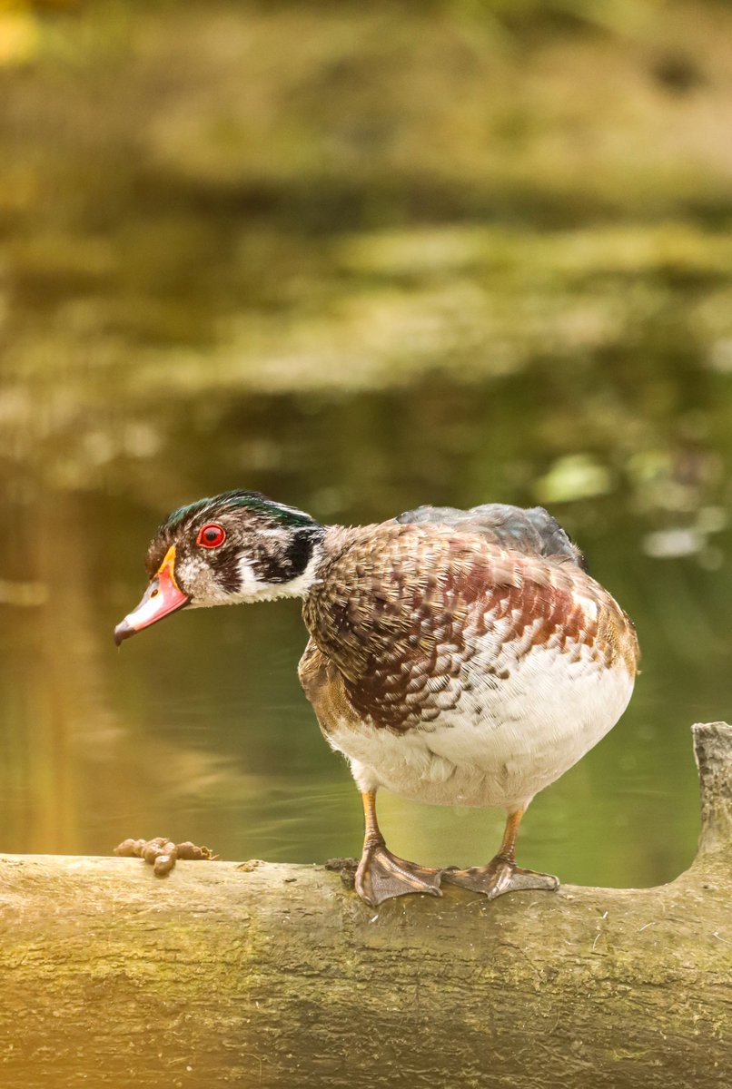 Mr. Wood duck doing what he does best… spying on me… 😑