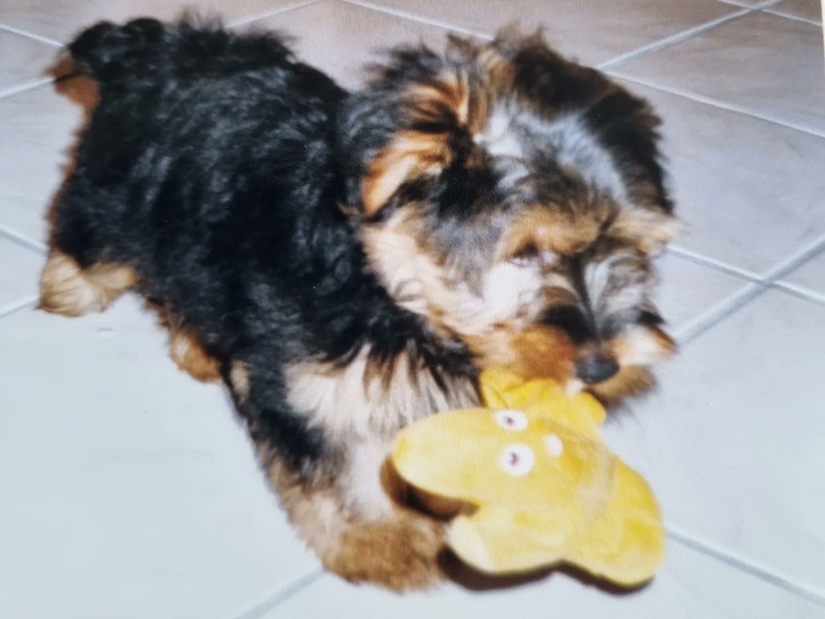MarijkeBelon1's tweet image. 1999: de bruidswagen en de eerste van een hele dierentuin die nog zou volgen. #Wodan #yorkshireterrier