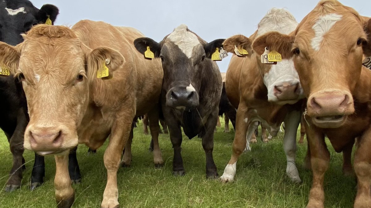 SEFARI Gateway tweet media