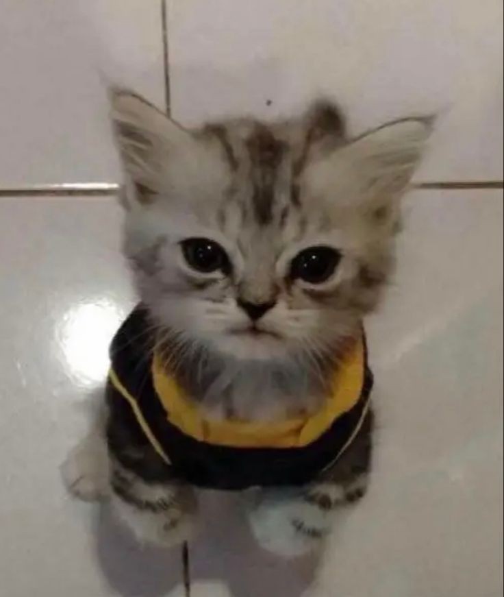 "I sleep past my bedtime 😼"