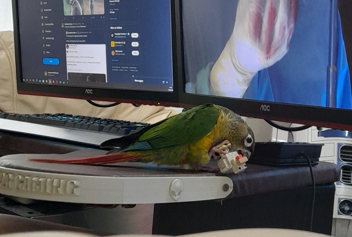 Pookie the Minecraft chicken rustler! <a href="/Quagmire9/">Quagmire1428 Gaming</a>