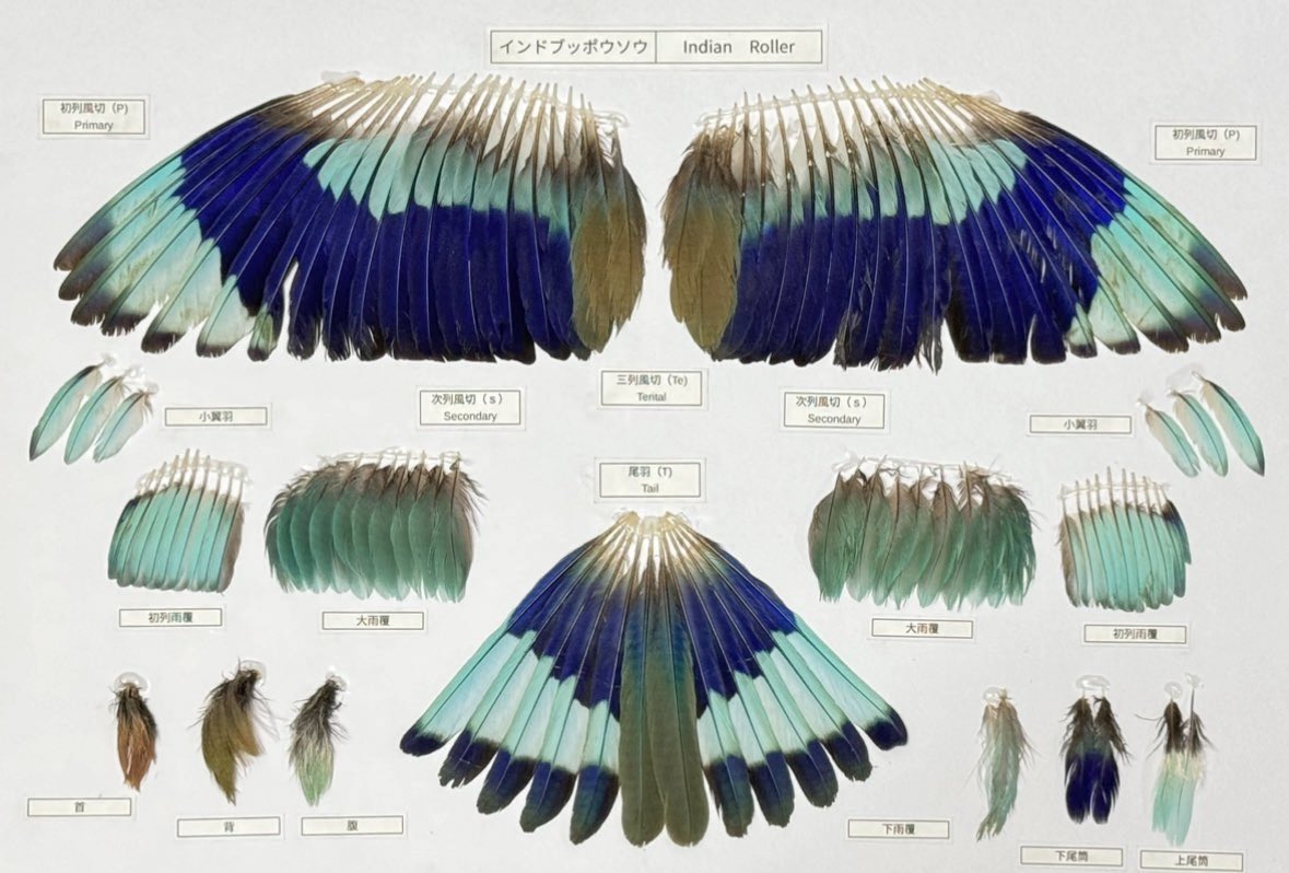 feather specimen (@Iy4SfxjToE29684) / X feather specimen (@Iy4SfxjToE29684) / X