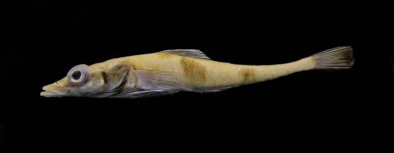 U.S. National Science Foundation (@nsf) on Twitter photo #NSFfunded researchers from <a href="/williamandmary/">William & Mary</a> discovered a new species of Antarctic fish — the Akarotaxis gouldae, or the banded dragonfish — in waters off the western Antarctic Peninsula. Learn more at bit.ly/3z40zne
📷: NSF #NSFfunded researchers from <a href="/williamandmary/">William & Mary</a> discovered a new species of Antarctic fish — the Akarotaxis gouldae, or the banded dragonfish — in waters off the western Antarctic Peninsula. Learn more at bit.ly/3z40zne
📷: NSF