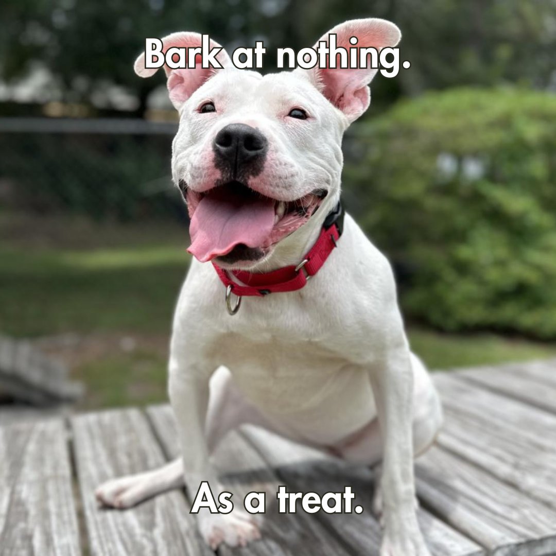spcabrevard's tweet photo. Happy National Day of Encouragement(ish) from adoptable pets to you! https://t.co/qEq7beNyyo