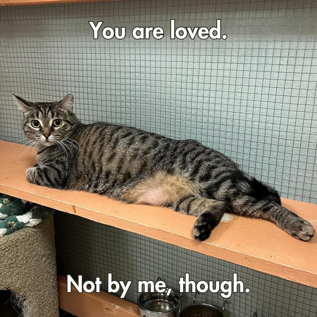 spcabrevard's tweet photo. Happy National Day of Encouragement(ish) from adoptable pets to you! https://t.co/qEq7beNyyo