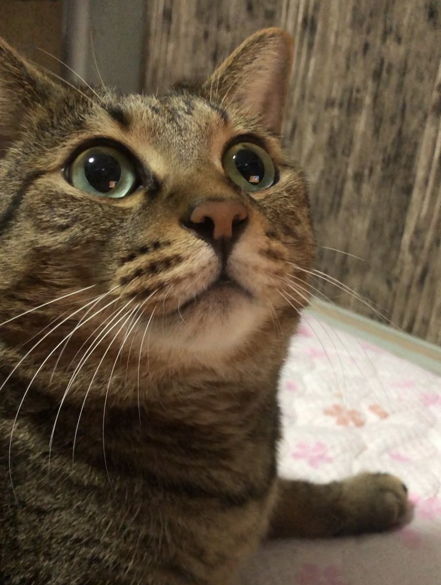 動画に興味津々なごーちゃん
