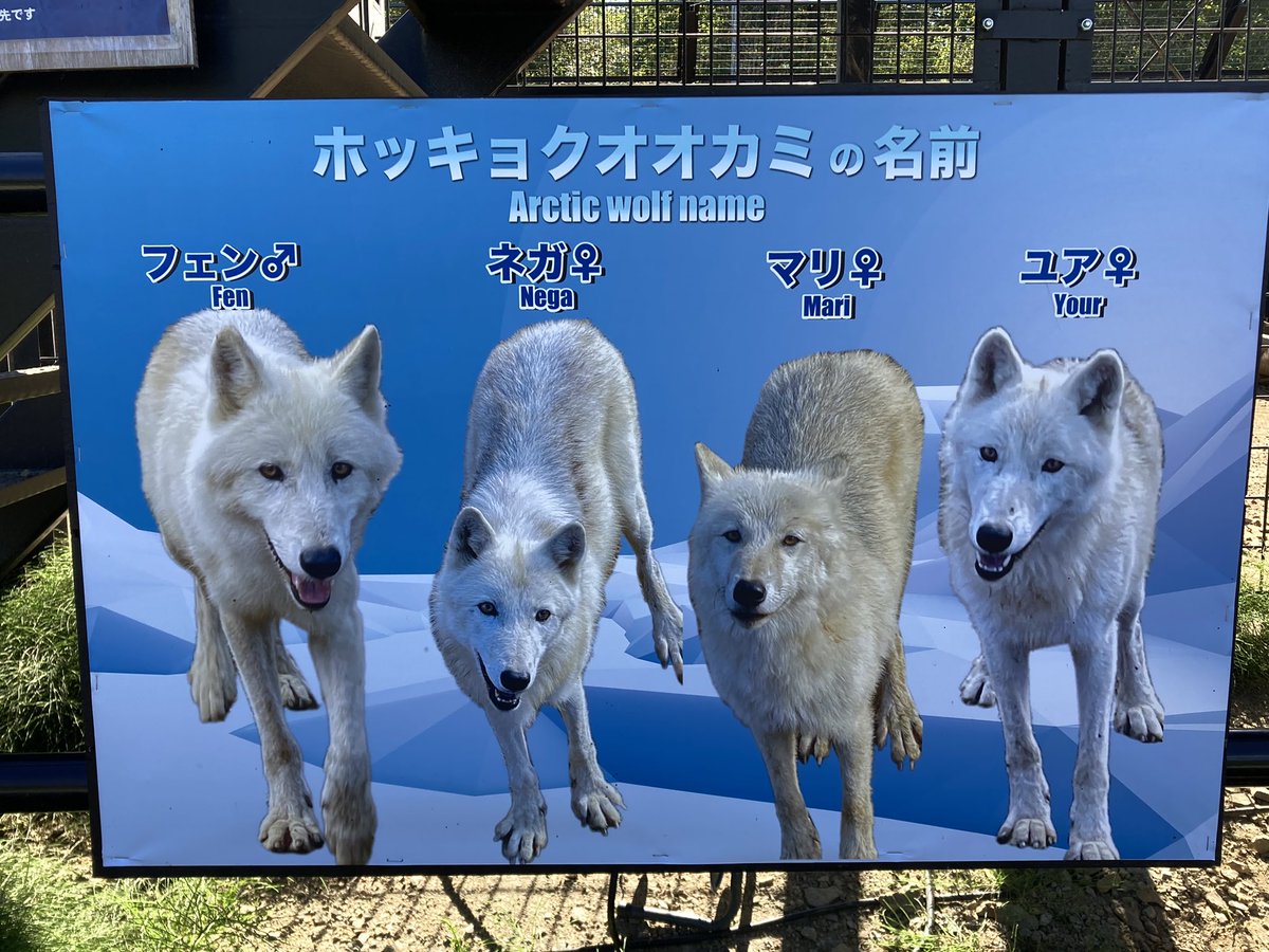 帰りにこちらへ ホッキョクオオカミ達の名前決まって掲示もありました