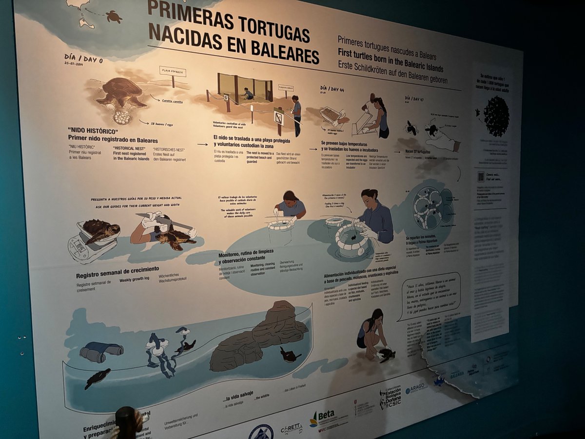 EizaguirreLab's tweet photo. Even on holiday we’re on the look out for turtles 👀🐢     

James recently visited Palma aquarium in Mallorca where he learnt about the work being done by local organizations to protect sea turtles and their nests in the region https://t.co/q4gwauILuV