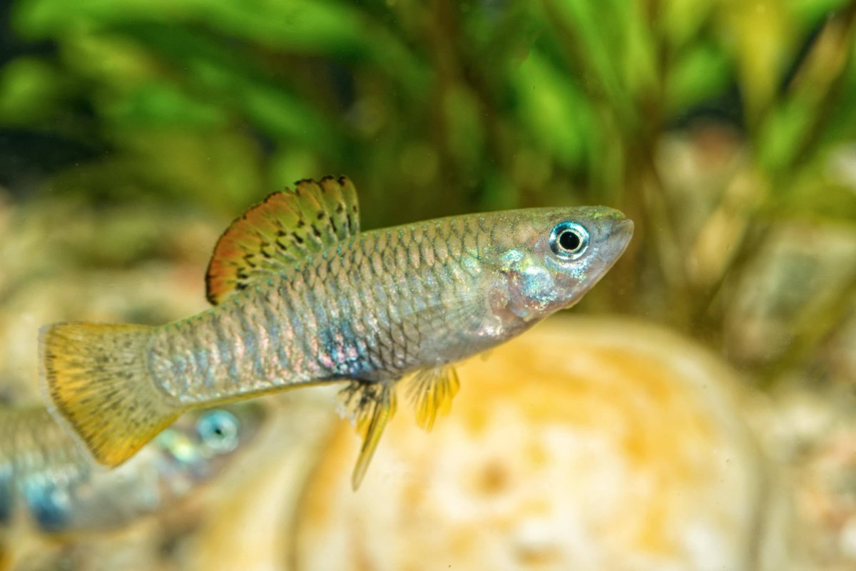 TFHmagazine's tweet photo. Species of Brachyrhaphis are known for their big, bad attitude…but they can make surprisingly great aquarium fish! Read the full story.
https://t.co/Oztk0QOxc6
#TropicalFishHobbyist #fishphoto #fishkeeper https://t.co/e9BcxKXLhX