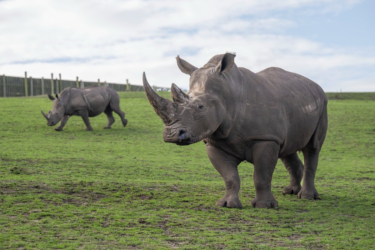 WestMidSafari's tweet photo. Welcome Bonnie! 🦏 

The two-tonne Southern white rhino, has arrived from @Woburn_Safari  and has been united with her sister Ailsa for the first time! Both rhinos were born at @BlairDrummondSP, but have never met until now 😁

Catch them on the Safari Drive this September! 🧡 https://t.co/ubE9A3VVUo