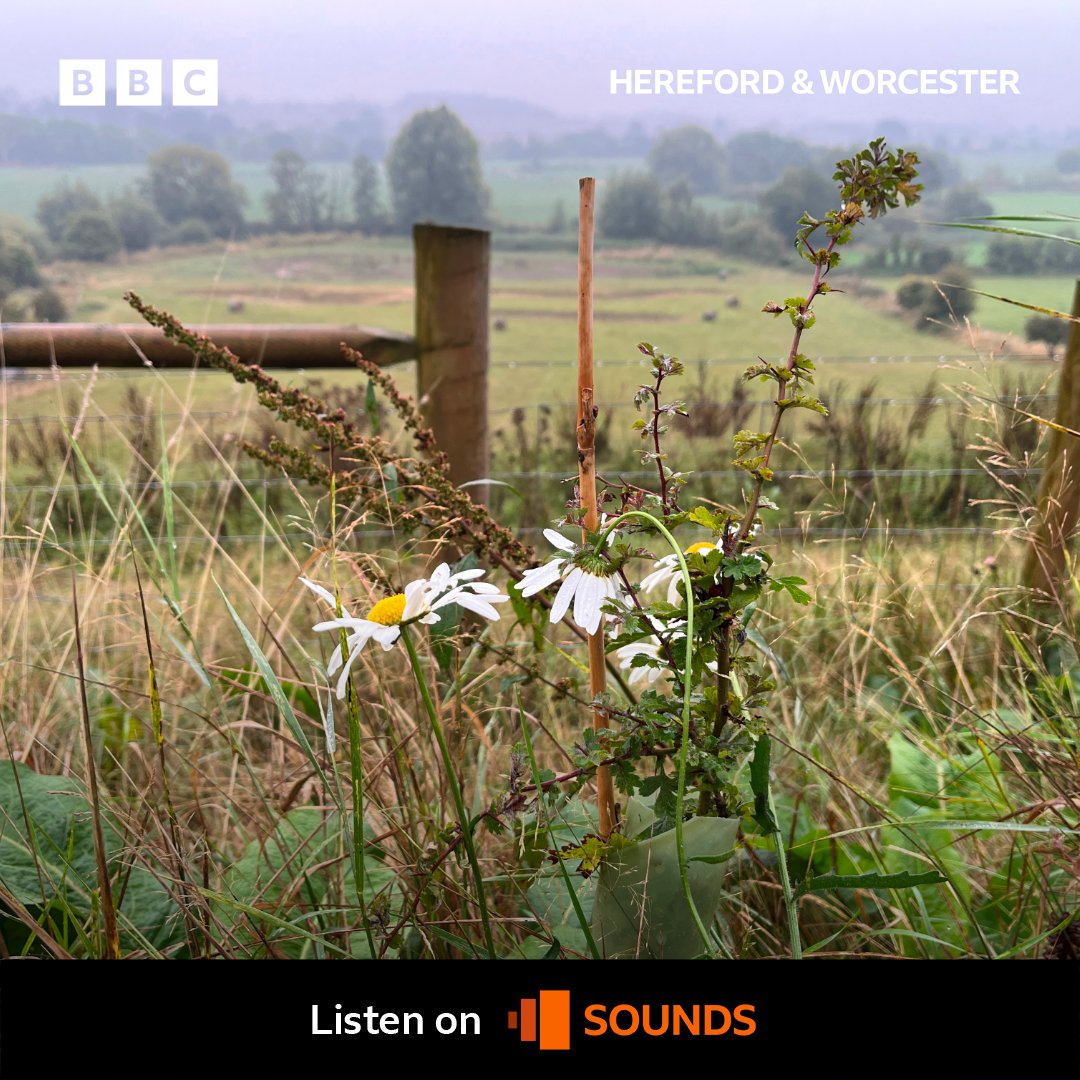 bbchw's tweet photo. Take a tour around the newest nature reserve in #Herefordhire 🌸
Oak Tree Farm has a bird hide, walking trails, and a series of pools for wetland wildlife. Listen here 👇
https://t.co/y78aBtZpwu
#OakTreeFarm #HerefordshireWildlifeTrust @HerefordshireWT https://t.co/dhy1mLnIld