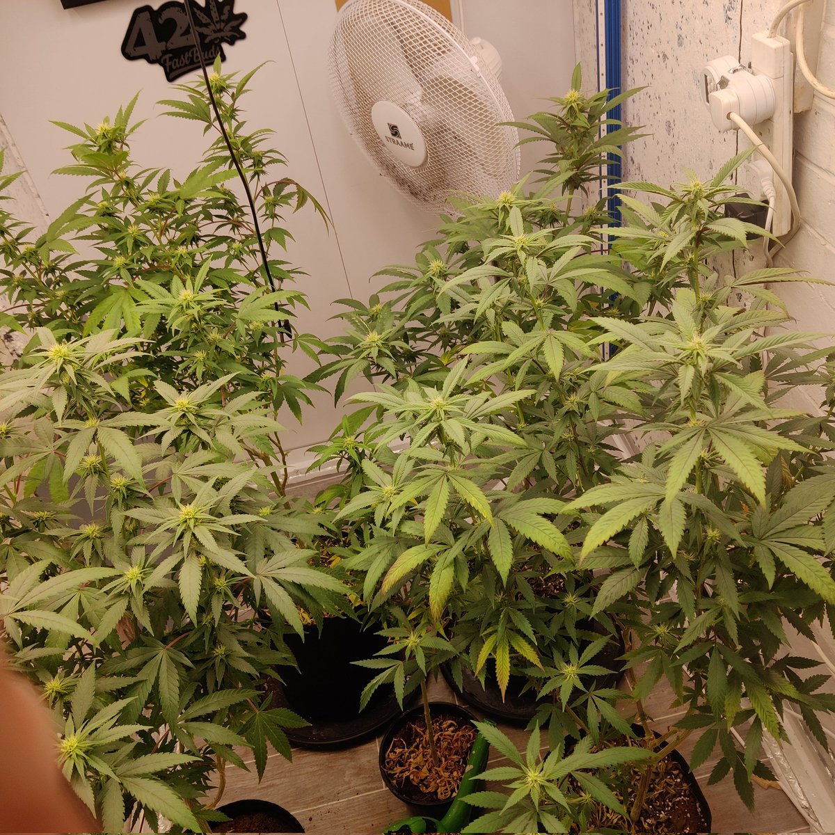 Dop3KinG's tweet photo. Good morning everyone happy THC Thursday have a good one 💯💚💨💨💨💚💯
The girls this morning
#CannaLand #CannabisCommunity #StonerFam #growyourown #growmies #RightToGrow https://t.co/KxBTiMWdqu