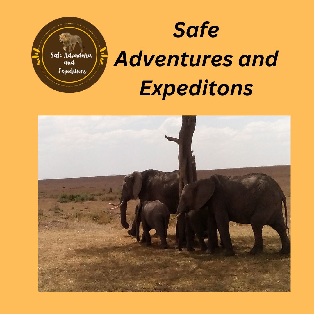 ladymaurineA's tweet photo. A Magical Encounter
On our recent tour, we saw two majestic elephants and their playful calves resting under a grand tree. The shade provided a serene escape, while the family bonds were heartwarming to witness. 
#ElephantEncounters #WildlifeMagic #Natur #ItsBest #Conservation https://t.co/PUafvExjGg