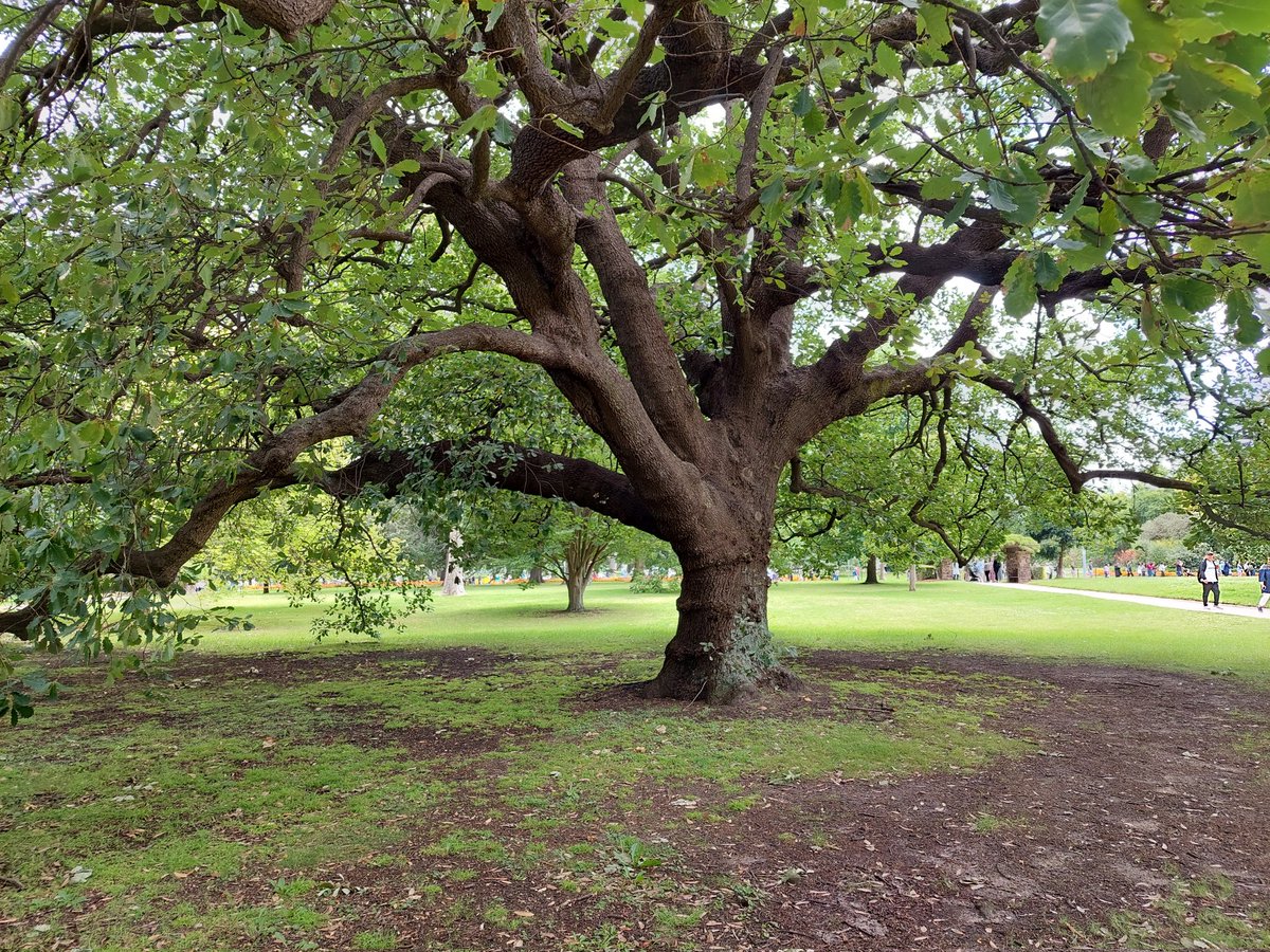 JM61012's tweet image. #AlphabetChallenge #WeekKforKnowledge 
The internet tells me the oak tree and blue iris symbolise knowledge.😁