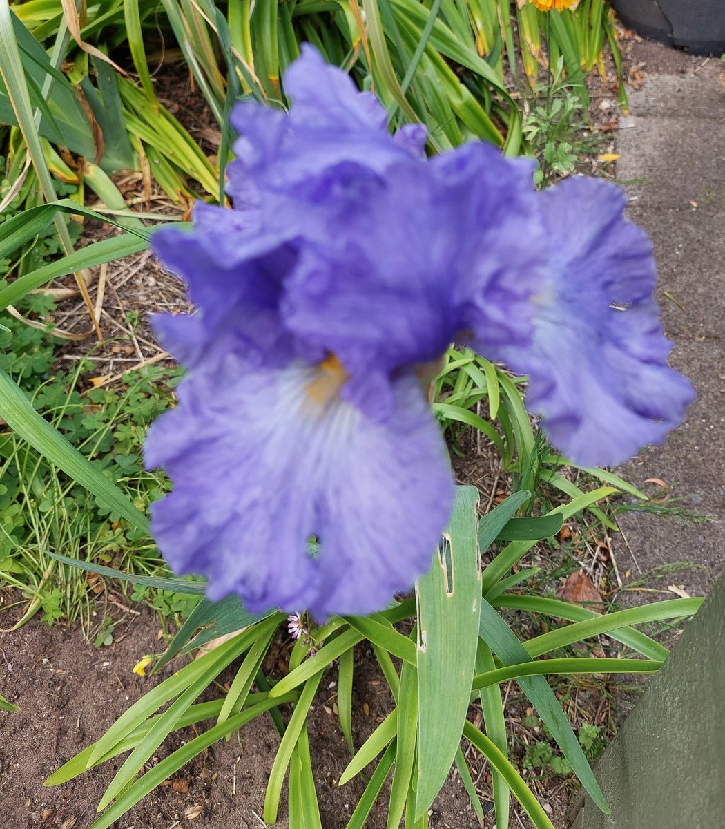 JM61012's tweet image. #AlphabetChallenge #WeekKforKnowledge 
The internet tells me the oak tree and blue iris symbolise knowledge.😁